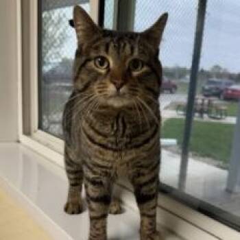 Leon -  Tabby Cat for Adoption in Minneapolis, Minnesota - Leon | PetCurious