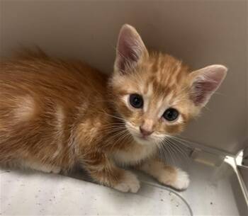 FINN -  Domestic Short Hair Cat for Adoption in Dallas, Texas - FINN | PetCurious