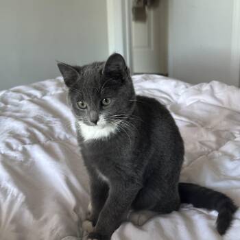 Domestic Short Hair and Russian Blue Cats Available for Adoption - Sharky | PetCurious