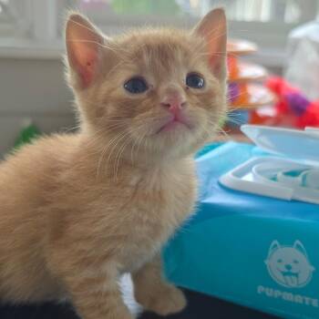 Blooplet -  Domestic Short Hair Cat for Adoption in East Hanover, New Jersey - Blooplet | PetCurious