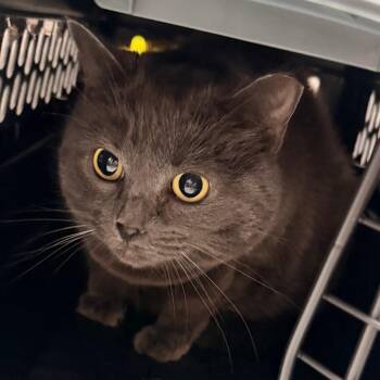 Gray -  Domestic Short Hair Cat for Adoption in Philadelphia, Pennsylvania - Gray | PetCurious