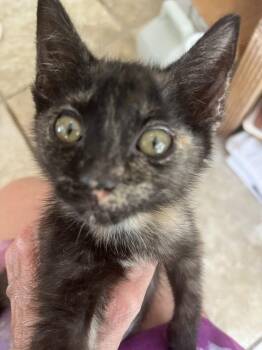 Clarise -  American Shorthair Cat for Adoption in Tampa, Florida - Clarise | PetCurious
