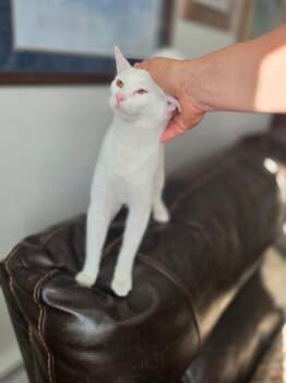 Angel -  Domestic Short Hair Cat Available for Adoption in Palmer, Alaska - Angel | PetCurious