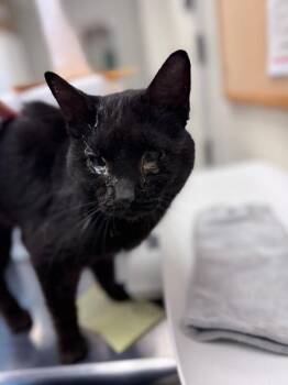 Domestic Short Hair Cats Available for Adoption in Disputanta, Virginia - Sidekick | PetCurious