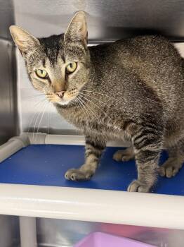 Violet -  Domestic Short Hair Cat Available for Adoption in Fort Walton Beach, Florida - Violet | PetCurious