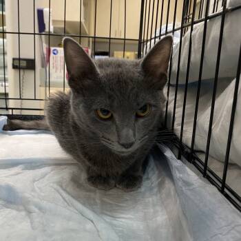 Rescue Domestic Short Hair Cats for Adoption in Westminster, California - Mr. Telephone Man | PetCurious