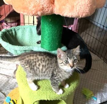 Mowgli -  Domestic Short Hair Cat for Adoption in North Babylon, New York - Mowgli | PetCurious