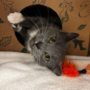 Domestic Short Hair Cats Available for Adoption in South Elgin, Illinois - Smokey | PetCurious