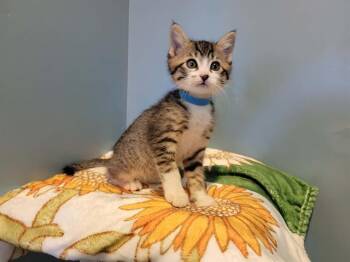 Domestic Short Hair Cats Available for Adoption in Santa Clara, California - STEVE | PetCurious
