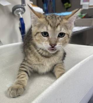 Achilles -  Domestic Short Hair Cat for Adoption in Westland, Michigan - Achilles | PetCurious