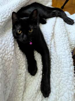 Rescue Domestic Short Hair Cats for Adoption in Ocean Springs, Mississippi - Catnap | PetCurious