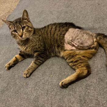Limp Biscuit C69859 -  Domestic Short Hair Cat for Adoption in Minnetonka, Minnesota - Limp Biscuit C69859 | PetCurious