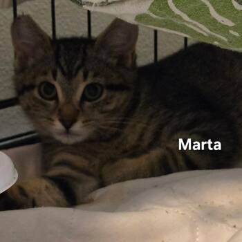 Marta -  Domestic Short Hair Cat for Adoption in Belfair, Washington - Marta | PetCurious