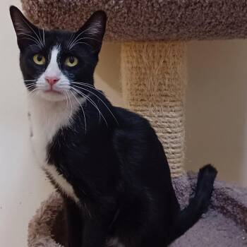 Domestic Short Hair Cats Available for Adoption in Bulverde, Texas - Hollis | PetCurious