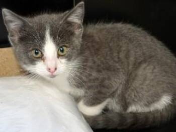 Gehrig -  Domestic Short Hair Cat for Adoption in Butte, Montana - Gehrig | PetCurious
