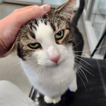 Bodhi -  Domestic Short Hair Cat for Adoption in Walker, Michigan - Bodhi | PetCurious