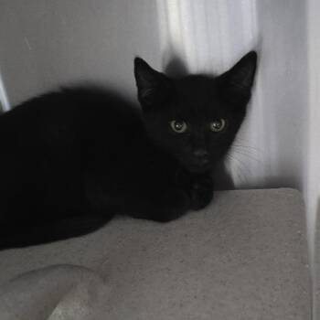 Macer 26-0544 -  Domestic Short Hair Cat for Adoption in Yanceyville, North Carolina - Macer 26-0544 | PetCurious