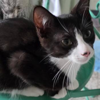 Niko -  Domestic Short Hair Cat for Adoption in West Warwick, Rhode Island - Niko | PetCurious