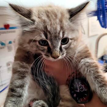Clayton -  Domestic Long Hair and Siamese Cat for Adoption in Belfair, Washington - Clayton | PetCurious