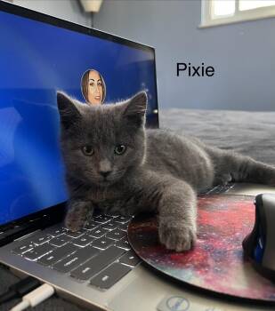 Domestic Short Hair Cats Available for Adoption in Telford, Pennsylvania - Pixie | PetCurious