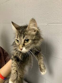 Cordelia -  Domestic Short Hair Cat for Adoption in Cincinnati, Ohio - Cordelia | PetCurious