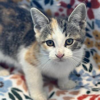 Domestic Short Hair Cats Available for Adoption in Matteson, Illinois - Banana Split | PetCurious