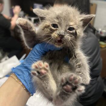 Jo March -  Domestic Short Hair Cat for Adoption in Summerville, South Carolina - Jo March | PetCurious