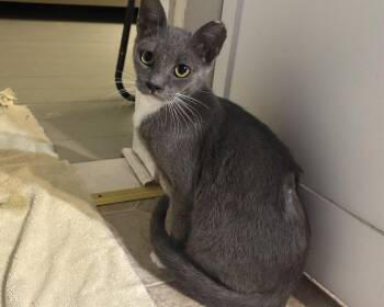 Fuji -  Domestic Short Hair Cat for Adoption in Raleigh, North Carolina - Fuji | PetCurious