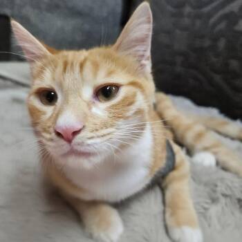 Ryder -  Domestic Short Hair Cat for Adoption in Huntsville, Alabama - Ryder | PetCurious