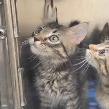 Clementine -  Domestic Short Hair Cat for Adoption in Lakeland, Florida - Clementine | PetCurious
