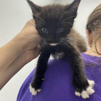 Martini -  Domestic Short Hair Cat for Adoption in Franklin, North Carolina - Martini | PetCurious