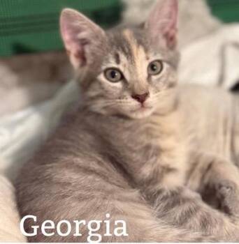Georgia -  Tabby Cat for Adoption in San Antonio, Texas - Georgia | PetCurious