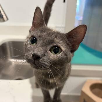 Ursula -  Domestic Short Hair Cat for Adoption in Louisville, Kentucky - Ursula | PetCurious