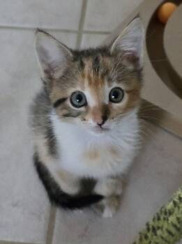 Alena -  Calico Cat for Adoption in San Jose, California - Alena | PetCurious