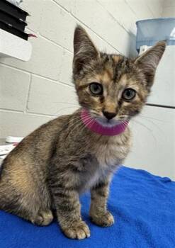 CRAYON -  Domestic Short Hair Cat for Adoption in Peoria, Illinois - CRAYON | PetCurious