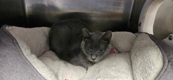Miss Honey -  Domestic Short Hair Cat for Adoption in Cleveland, Tennessee - Miss Honey | PetCurious