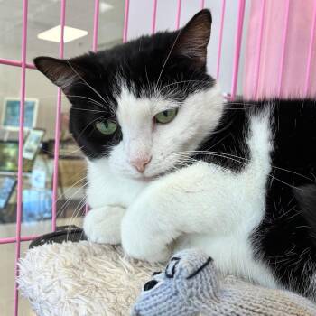 Miss M -  Domestic Short Hair Cat for Adoption in Dayton, Ohio - Miss M | PetCurious