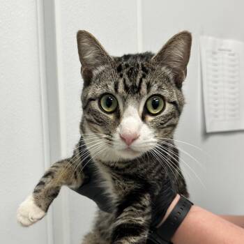 Breadstick -  Domestic Short Hair Cat Available for Adoption in Abilene, Texas - Breadstick | PetCurious