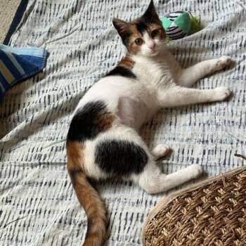 Mollie -  Domestic Short Hair Cat for Adoption in Green Bay, Wisconsin - Mollie | PetCurious