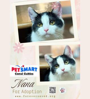 Domestic Short Hair Cats Available for Adoption in Miami, Florida - Nana | PetCurious