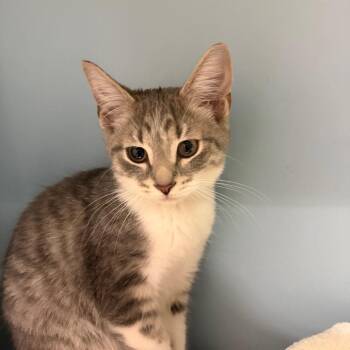 Evelyn -  Domestic Short Hair Cat for Adoption in Chattanooga, Tennessee - Evelyn | PetCurious