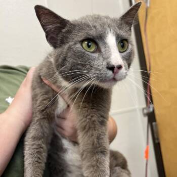 Domestic Short Hair Cats Available for Adoption in Columbiana, Alabama - Anthony | PetCurious
