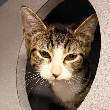 Domestic Short Hair Cats Available for Adoption in Evansville, Indiana - Carl | PetCurious