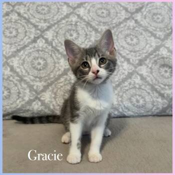 Domestic Short Hair Cats Available for Adoption in Sunrise, Florida - Gracie | PetCurious