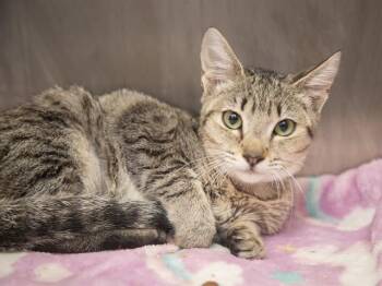 LISA -  Domestic Short Hair Cat for Adoption in Phoenix, Arizona - LISA | PetCurious