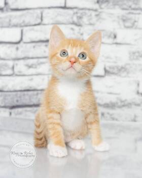 Leo -  Domestic Short Hair and Tabby Cat for Adoption in Tuscaloosa, Alabama - Leo | PetCurious