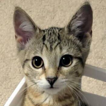Diamond -  Domestic Short Hair Cat for Adoption in Crystal Lake, Illinois - Diamond | PetCurious