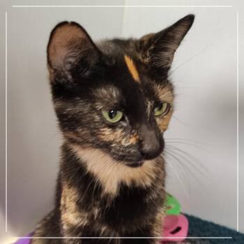 Babs Bunny -  Domestic Short Hair Cat for Adoption in Dearborn, Michigan - Babs Bunny | PetCurious