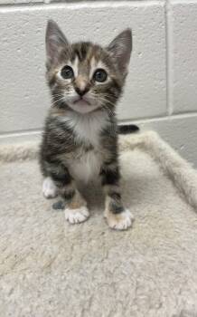 Tortellini -  Domestic Short Hair Cat for Adoption in Mount Pleasant, South Carolina - Tortellini | PetCurious