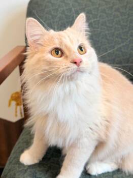 Domestic Medium Hair Cats Available for Adoption - Godzilla | PetCurious